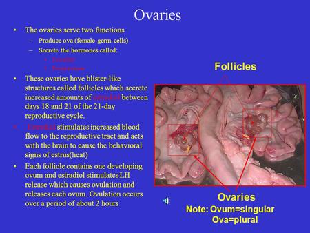 Ovaries Follicles Ovaries Note: Ovum=singular Ova=plural