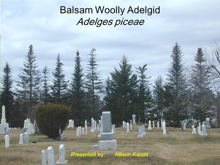 Balsam Woolly Adelgid Adelges piceae Presented by:Allison Kanoti.