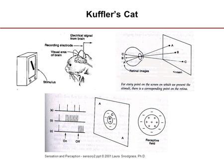 Sensation and Perception - sensory2.ppt © 2001 Laura Snodgrass, Ph.D. Kuffler’s Cat.