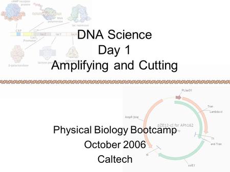 DNA Science Day 1 Amplifying and Cutting Physical Biology Bootcamp October 2006 Caltech.