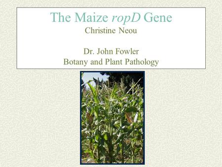 The Maize ropD Gene Christine Neou Dr. John Fowler Botany and Plant Pathology.