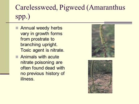 Carelessweed, Pigweed (Amaranthus spp.) Annual weedy herbs vary in growth forms from prostrate to branching upright. Toxic agent is nitrate. Animals with.