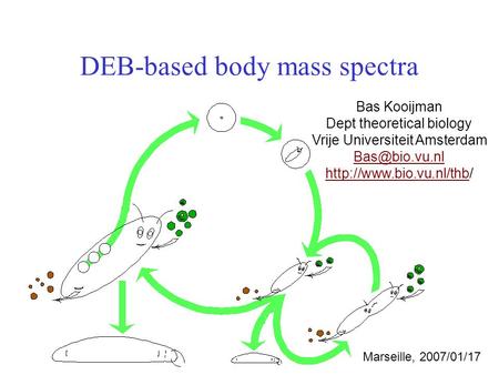 DEB-based body mass spectra