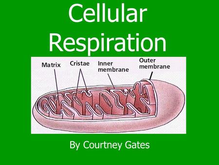 Cellular Respiration By Courtney Gates.