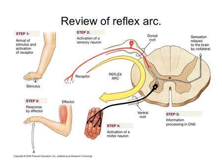 Review of reflex arc.. Muscle Stretch Reflex These first two slides have provided a brief outline of the muscle stretch reflex. You can now go back to.