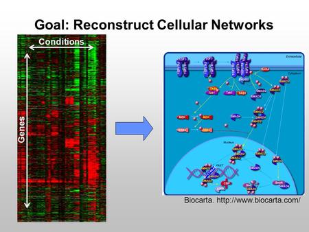 Goal: Reconstruct Cellular Networks Biocarta.  Conditions Genes.