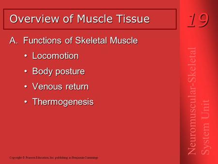A. Functions of Skeletal Muscle Locomotion Locomotion Body posture Body posture Venous return Venous return Thermogenesis Thermogenesis Overview of Muscle.