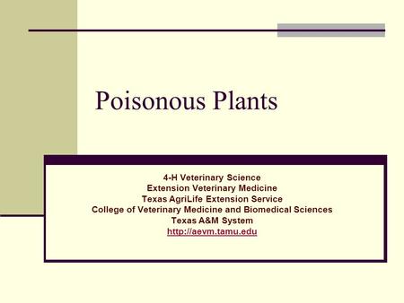 Poisonous Plants 4-H Veterinary Science Extension Veterinary Medicine Texas AgriLife Extension Service College of Veterinary Medicine and Biomedical Sciences.