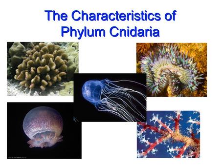 The Characteristics of Phylum Cnidaria. Characteristics of Phylum Cnidaria n n radial symmetry n n blind sac gut ( = coelenteron or gastrovascular cavity.