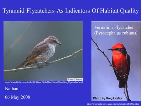 Nathan 06 May 2008 Tyrannid Flycatchers As Indicators Of Habitat Quality Vermilion Flycatcher (Pyrocephalus.