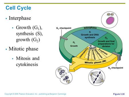 Copyright © 2006 Pearson Education, Inc., publishing as Benjamin Cummings Figure 3.30 Cell Cycle  Interphase  Growth (G 1 ), synthesis (S), growth (G.