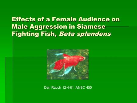 Effects of a Female Audience on Male Aggression in Siamese Fighting Fish, Beta splendens Dan Rauch 12-4-01 ANSC 455.