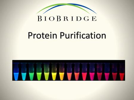 Protein Purification. What do you know about proteins? Why do we need to purify proteins? What are you curious about?
