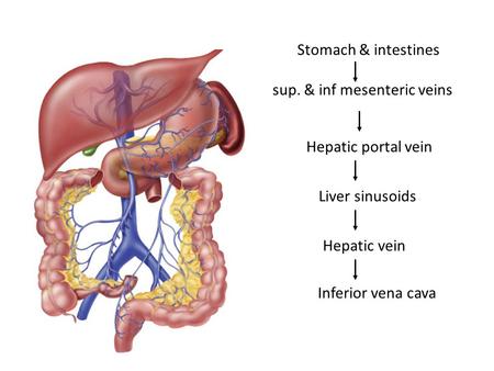Stomach & intestines sup. & inf mesenteric veins Hepatic portal vein