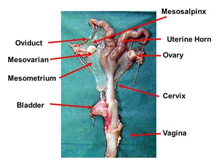 Mesosalpinx Uterine Horn Oviduct Ovary Mesovarian Mesometrium Cervix