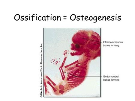 Ossification = Osteogenesis. Parts of the fetal skeleton form during the first few weeks after conception By the end of the 8 th week, the skeletal pattern.