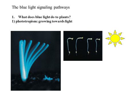 The blue light signaling pathways