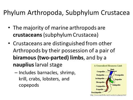 Phylum Arthropoda, Subphylum Crustacea