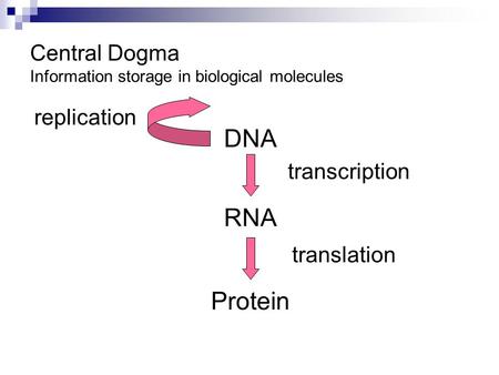 Central Dogma Information storage in biological molecules DNA RNA Protein transcription translation replication.
