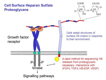 Cell Surface Heparan Sulfate Proteoglycans O O OX CH 2 OX NHY O COOH O OH O Cells adapt structures of surface HS chains in response to their environment.