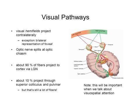 Visual Pathways visual hemifields project contralaterally –exception: bilateral representation of fovea! Optic nerve splits at optic chiasm about 90 %