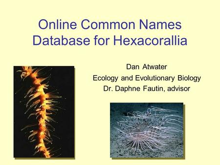 Online Common Names Database for Hexacorallia Dan Atwater Ecology and Evolutionary Biology Dr. Daphne Fautin, advisor.