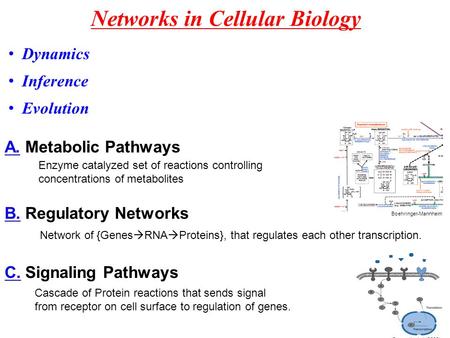 Networks in Cellular Biology A. Metabolic Pathways Boehringer-Mannheim Enzyme catalyzed set of reactions controlling concentrations of metabolites B. Regulatory.