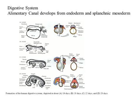 Digestive System Alimentary Canal develops from endoderm and splanchnic mesoderm Formation of the human digestive system, depicted at about (A) 16 days,