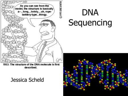 DNA Sequencing Jessica Scheld. Recall: DNA Polymer of nucleotides which encodes information Made up of long sequences of A,T,C,G’s We want to read the.