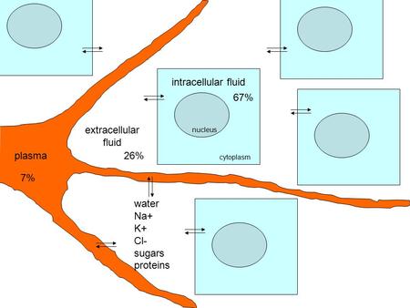 Nucleus cytoplasm extracellular fluid water Na+ K+ Cl- sugars proteins plasma intracellular fluid 7% 26% 67%