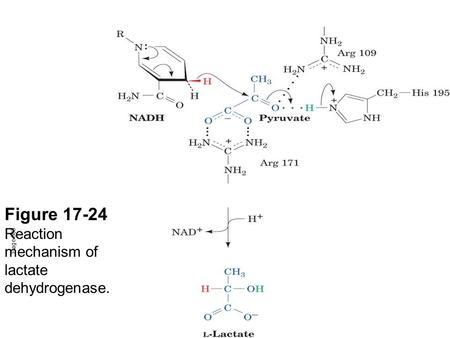 Figure 17-24 Reaction mechanism of lactate dehydrogenase. Page 603.
