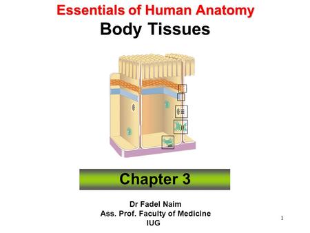 Essentials of Human Anatomy Body Tissues