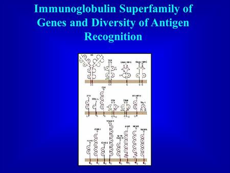 Outline Immunoglobulin Superfamily Antigen Recognition Members: