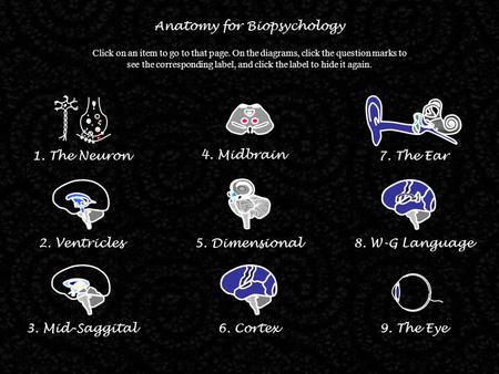 2. Ventricles Anatomy for Biopsychology Click on an item to go to that page. On the diagrams, click the question marks to see the corresponding label,