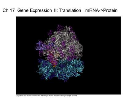 Ch 17  Gene Expression II: Translation   mRNA->Protein