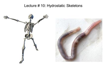 Lecture # 10: Hydrostatic Skeletons