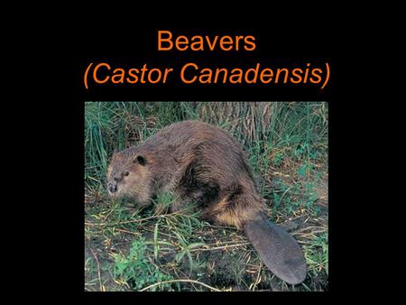 Beavers (Castor Canadensis). Contents Range Physical description Behavior Habitat Ecosystem Role Diet Reproduction Mortality.