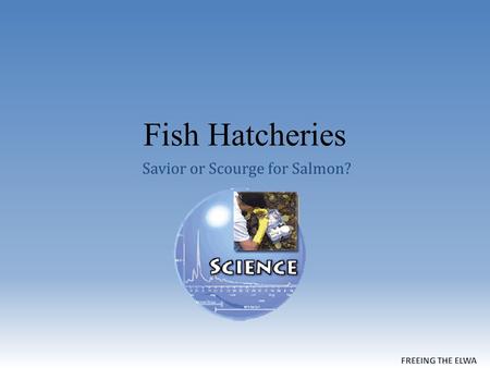Fish Hatcheries Savior or Scourge for Salmon?. How Hatcheries Work.