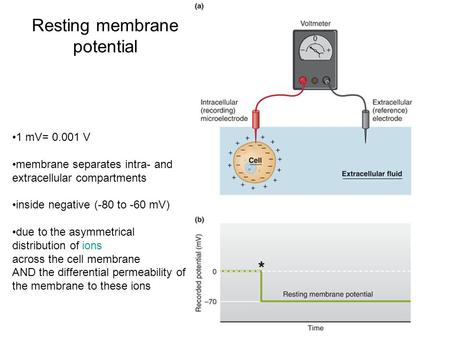 Resting membrane potential 1 mV= 0.001 V membrane separates intra- and extracellular compartments inside negative (-80 to -60 mV) due to the asymmetrical.
