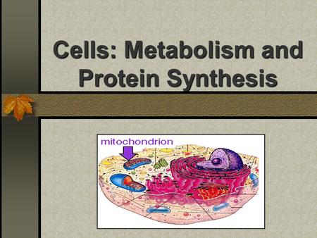 Cells: Metabolism and Protein Synthesis. Mitochondria: Cell Power Energy => Work O2 required to completely capture food energy into ATP Small amounts.