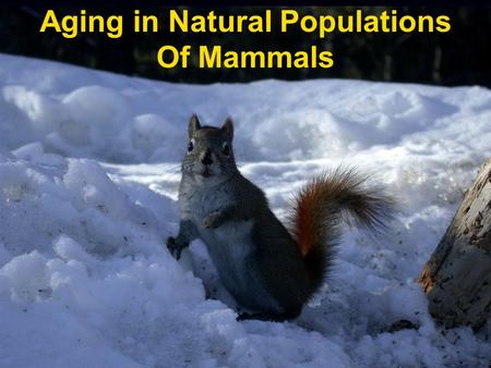 Aging in Natural Populations Of Mammals. Why and how do mammals get old and die? How is this affected by: a. Reproduction b. Natural Stressors (competition,
