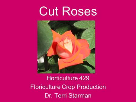 Horticulture 429 Floriculture Crop Production Dr. Terri Starman Cut Roses.