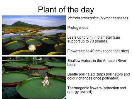 Plant of the day Victoria amazonica (Nymphaeaceae) Protogynous