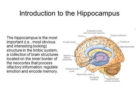 Introduction to the Hippocampus The hippocampus is the most important (i.e., most obvious and interesting looking) structure in the limbic system, a collection.