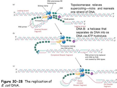 Figure The replication of E. coli DNA.