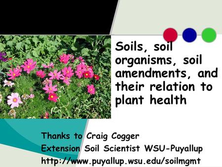 Soils, soil organisms, soil amendments, and their relation to plant health Thanks to Craig Cogger Extension Soil Scientist WSU-Puyallup http://www.puyallup.wsu.edu/soilmgmt.