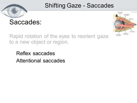 Saccades: Rapid rotation of the eyes to reorient gaze to a new object or region. Reflex saccades Attentional saccades Shifting Gaze - Saccades.