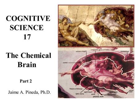 COGNITIVE SCIENCE 17 The Chemical Brain Part 2 Jaime A. Pineda, Ph.D.