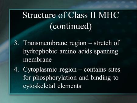 Structure of Class II MHC (continued) 3.Transmembrane region – stretch of hydrophobic amino acids spanning membrane 4.Cytoplasmic region – contains sites.