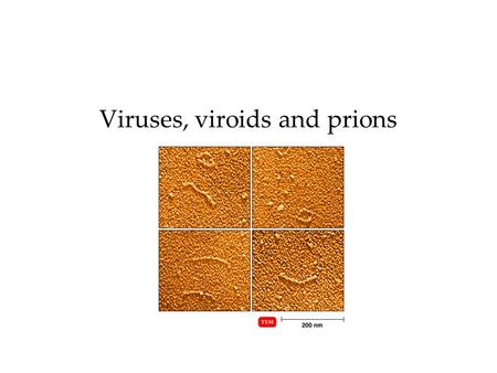 Viruses, viroids and prions. What are viruses? Very small Obligatory intracellular parasites –Difficult to isolate, detect, cultivate –Somewhat like Rickettsia…